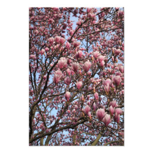 13"x19" Rosa Magnolienbaum Fotodruck