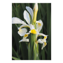 13"x19" Schwertlilie Fotodruck
