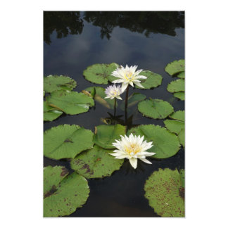 13"x19" Seerosen Fotodruck