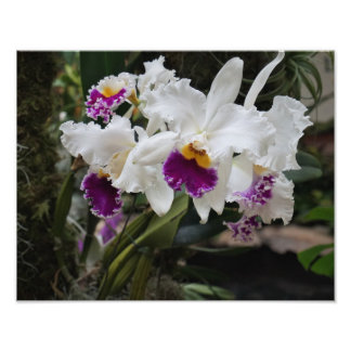 14"x11" Orchideen Fotodruck