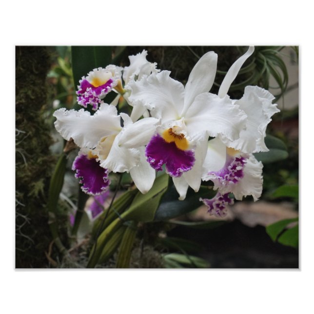 14"x11" Orchideen Fotodruck (Vorne)
