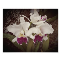 14"x11" Orchideen