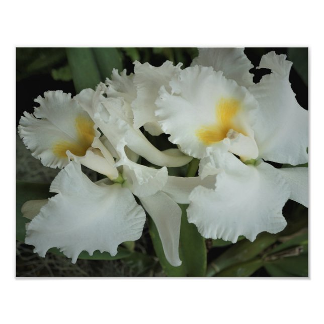 14"x11" Orchideen Fotodruck (Vorne)