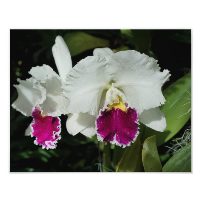 14"x11" Orchideen Fotodruck (Vorne)