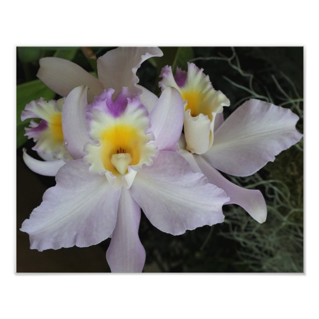 14"x11" Orchideen Fotodruck (Vorne)