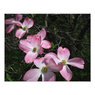14"x11" Rosa Dogwood Fotodruck