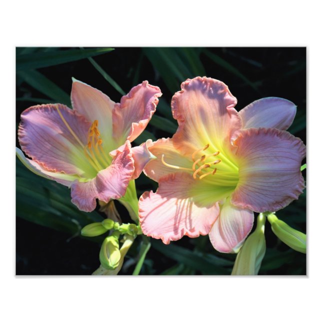 14"x11"-Taglilien Fotodruck (Vorne)
