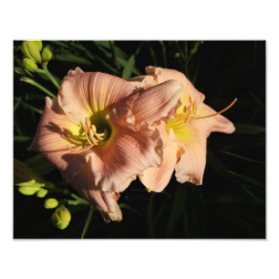 14"x11"-Taglilien Fotodruck