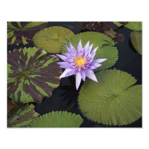 14"x11" Wasserlilie Fotodruck