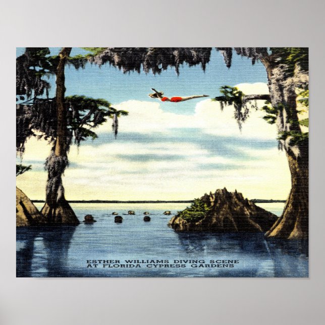 14 x 11 Tauchszene, Cypress Florida Poster (Vorne)