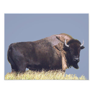 14 Zoll x 11 Zoll, Kodak Berufliches Foto Paper (S