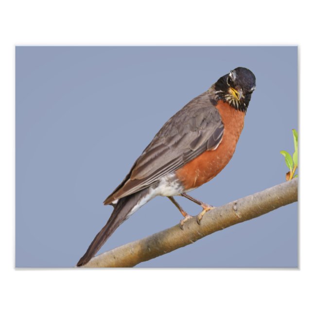 14 Zoll x 11 Zoll, Kodak Berufliches Foto Paper (S (Vorne)