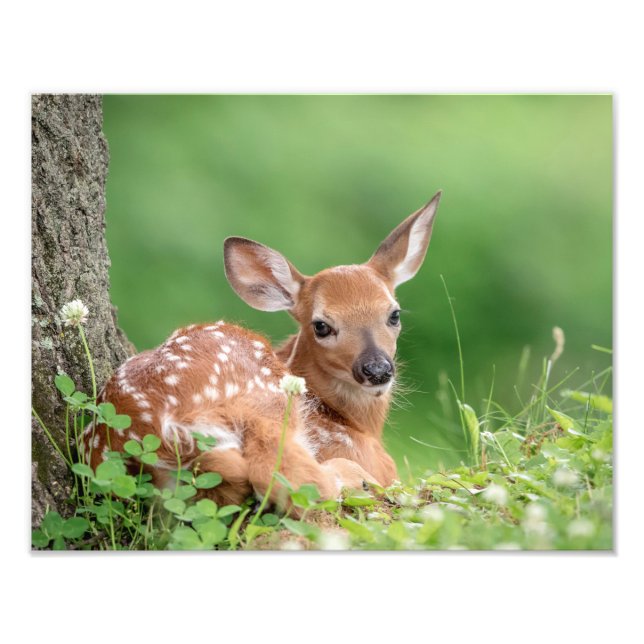 14x11 Adorable Fawn unter einem Baum Fotodruck (Vorne)