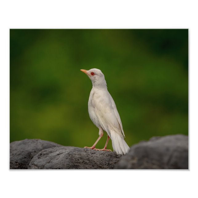 14x11 Albino Robin in Crown Point Fotodruck (Vorne)