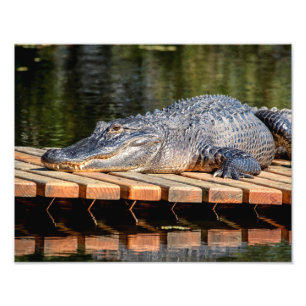 14x11 Alligator bei Homosassa Springs Wildlife Par Fotodruck
