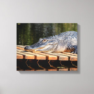 14x11 Alligator bei Homosassa Springs Wildlife Sta Leinwanddruck