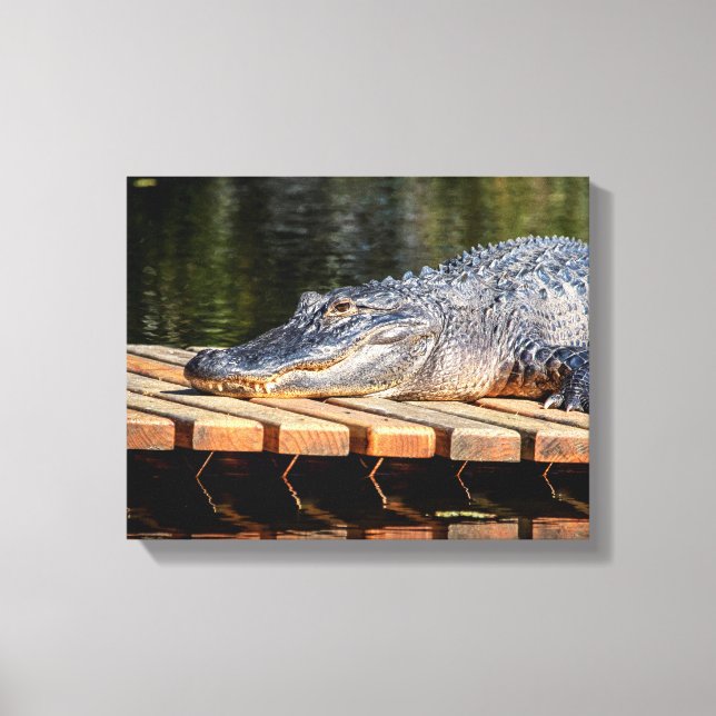 14x11 Alligator bei Homosassa Springs Wildlife Sta Leinwanddruck (Vorderseite)