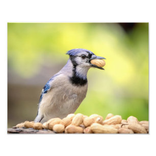 14x11 Blue Jay mit Erdnuss Fotodruck