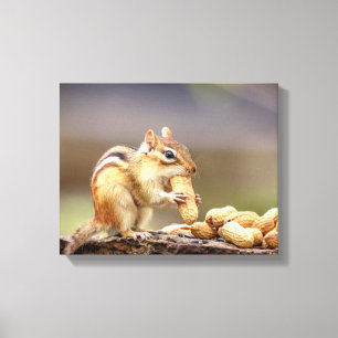 14x11 Chipmunk mit Erdnuss Leinwanddruck