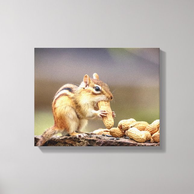 14x11 Chipmunk mit Erdnuss Leinwanddruck (Vorderseite)