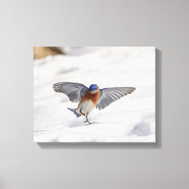 14x11 Eastern Bluebird tanzen im Schnee Leinwanddruck (Vorderseite)
