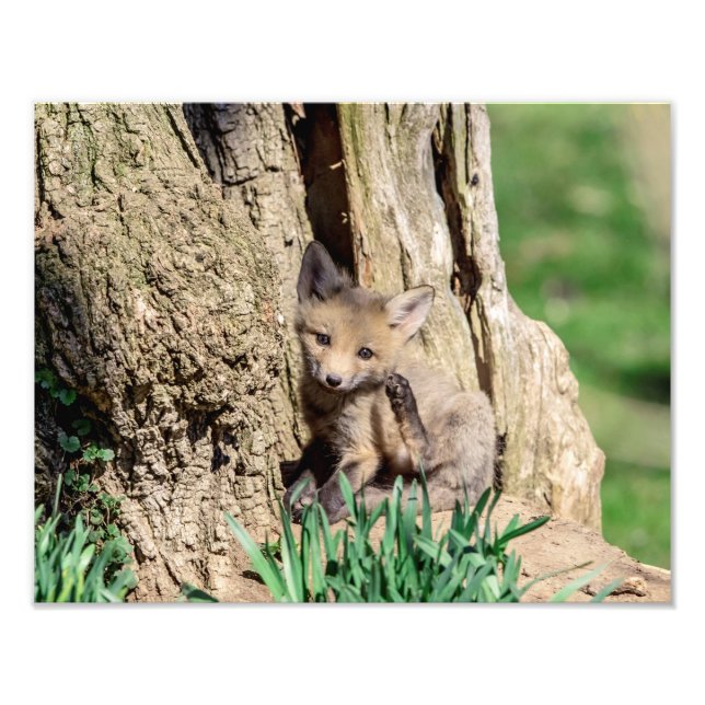 14x11 Fox Kit im Hudson Valley Fotodruck (Vorne)