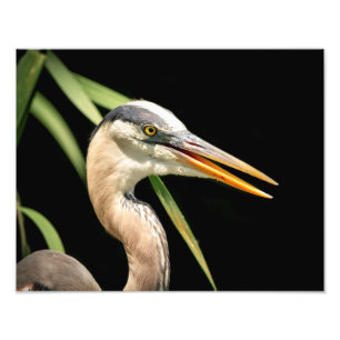 14x11 Great Blue Heron Fotodruck
