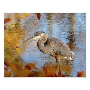 14x11 Great Blue Heron gerahmt mit Abfall Peeling Fotodruck