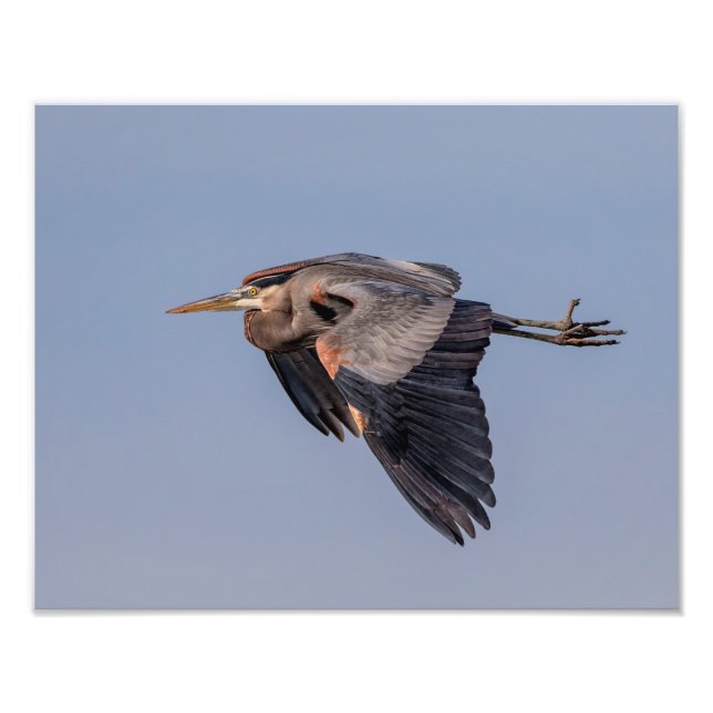 14x11 Great Blue Heron im Flug Fotodruck (Vorne)