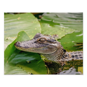 14x11 Junge Alligatorin Fotodruck