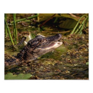 14x11 Junger Alligator Fotodruck