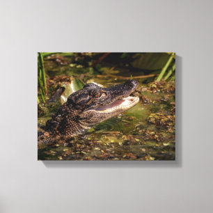 14x11 Junger Alligator Leinwanddruck