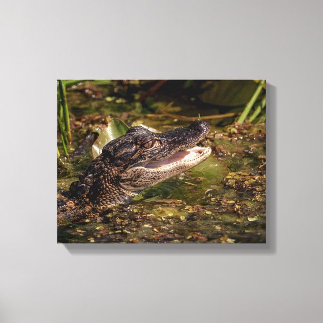 14x11 Junger Alligator Leinwanddruck (Vorderseite)