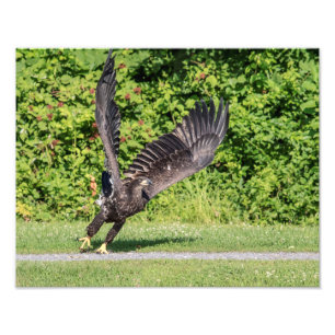 14x11 Juvenile Bald Eagle Fotodruck