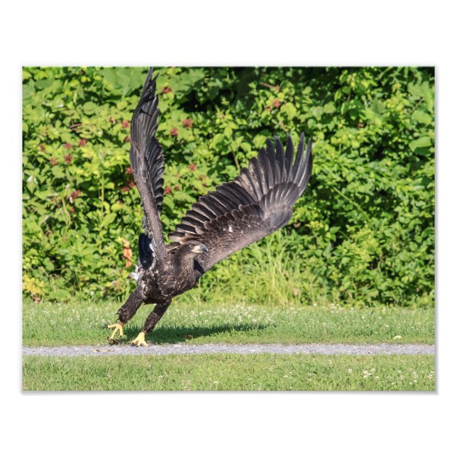 14x11 Juvenile Bald Eagle Fotodruck (Vorne)