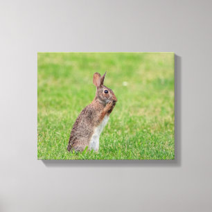 14x11 Kaninchen stehend im Gras und schüchtern aus Leinwanddruck