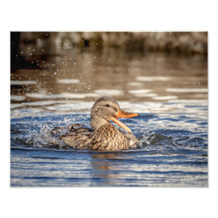 14x11 Mallard Duck im Downing Park Fotodruck