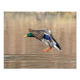 14x11 Mallard Duck im Flug Fotodruck