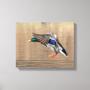 14x11 Mallard Duck im Flug Leinwanddruck