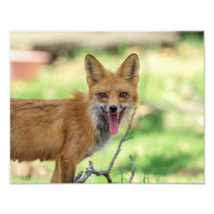 14x11 Mama Fox im Hudson Valley Fotodruck
