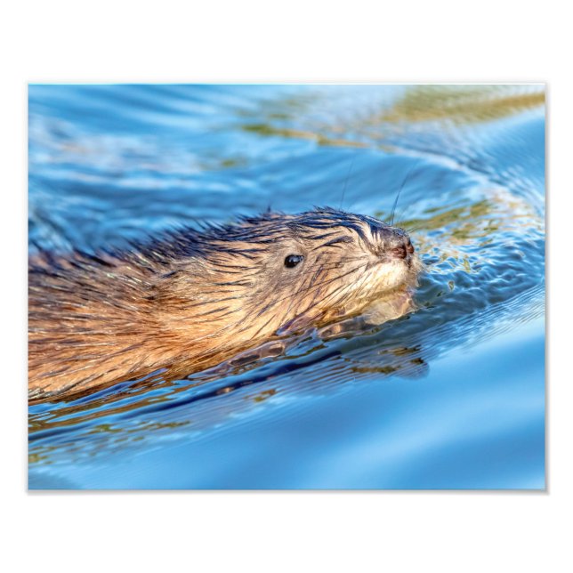 14x11 Muskrat in Vassar Farms Ecological Preserve Fotodruck (Vorne)