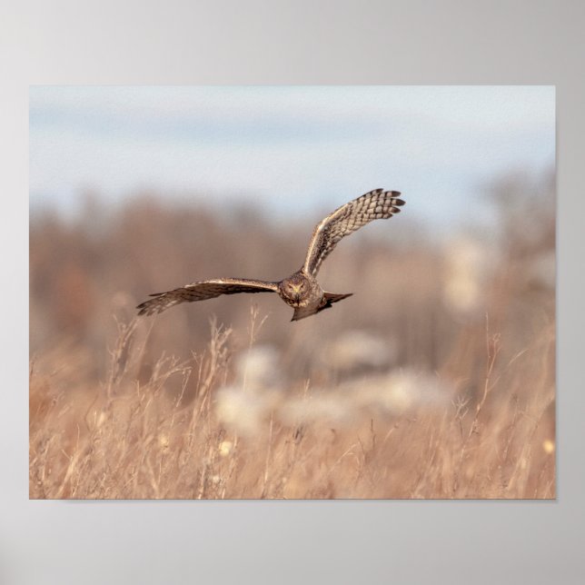 14x11 Northern Harrier Poster (Vorne)