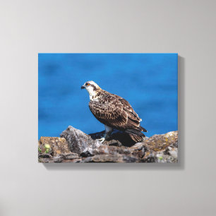 14x11 Osprey auf den Felsen Leinwanddruck