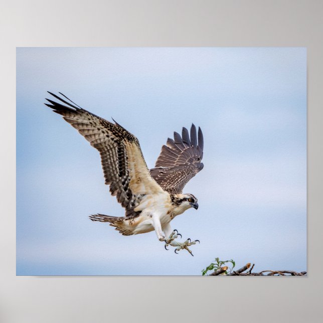 14x11 Osprey kommt für eine Landung Poster (Vorne)