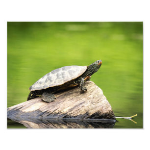 14x11 Painted Turtle on a log Fotodruck