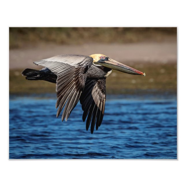 14x11 Pelican im Flug Fotodruck (Vorne)