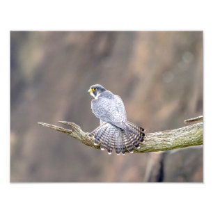 14x11 Peregrine Falcon im Palisades Interstate Fotodruck