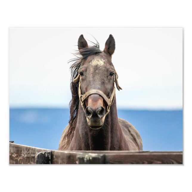 14x11 Pferdeportrait Fotodruck (Vorne)
