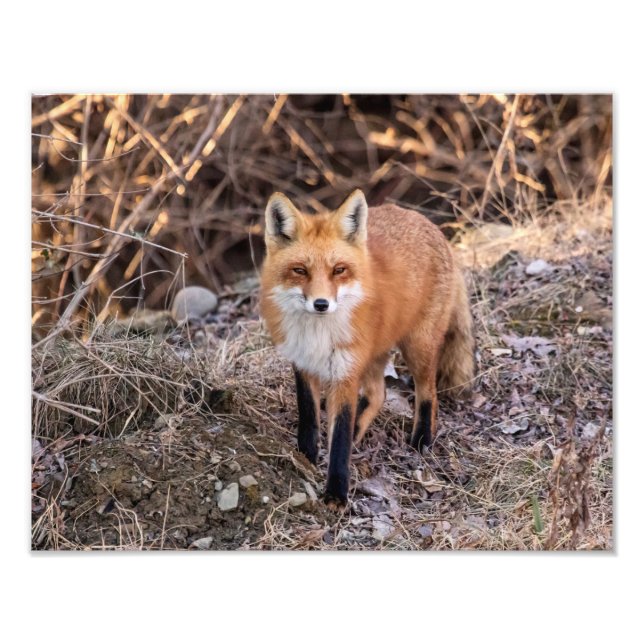 14x11 Red Fox nah und persönlich Fotodruck (Vorne)