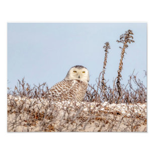 14x11 Schneeeule am Strand Fotodruck